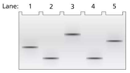 Gel electrophoresis image showing five lanes with distinct DNA band patterns from a 3.5-kb mouse gene segment.