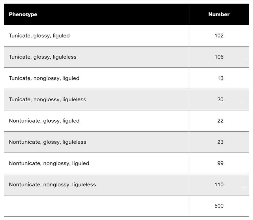 Table displaying phenotypes and counts of corn seedlings: tunicate, glossy, liguled; nontunicate, nonglossy, liguleless, etc.