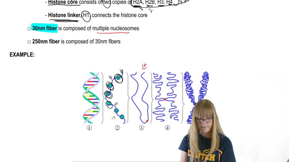 Chromosome Structure
