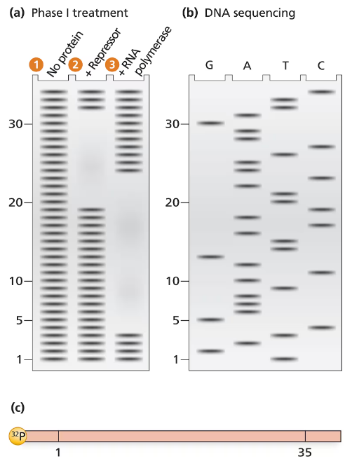 Electrophoresis gel showing DNase I footprint analysis with lanes for unprotected, repressor-protected, and RNA polymerase-protected DNA.