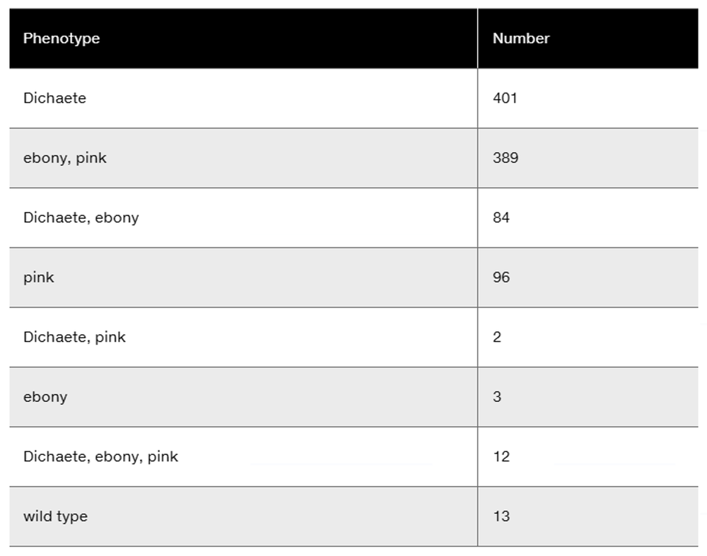 Table showing phenotypes and their numbers from a Dichaete and ebony, pink backcross in Drosophila flies.