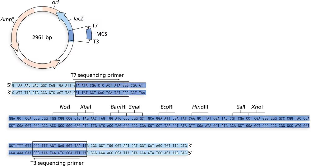 Circular plasmid map with multiple cloning site and sequencing primers, plus DNA sequence with labeled restriction sites.