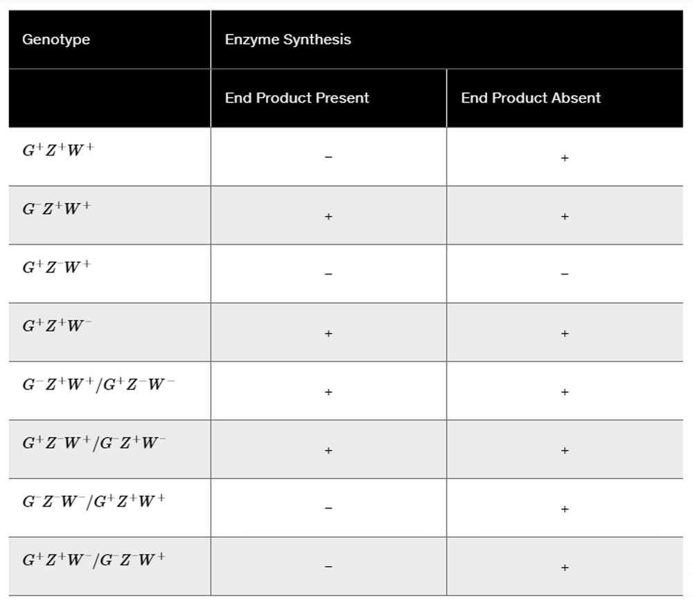Table displaying genotypes and enzyme synthesis results based on end product presence or absence.