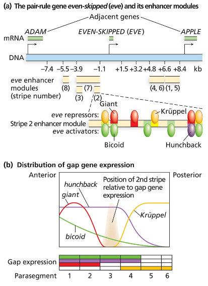 Diagram showing even-skipped gene enhancers, repressors, activators, and gap gene expression patterns across embryo segments.