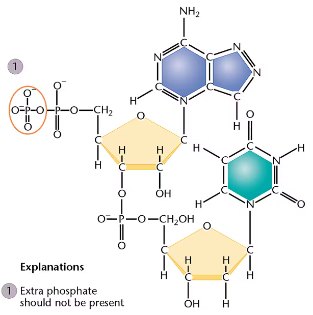 Chemical structure of an adenine-thymine dinucleotide with six major errors, one circled and explained as an extra phosphate.