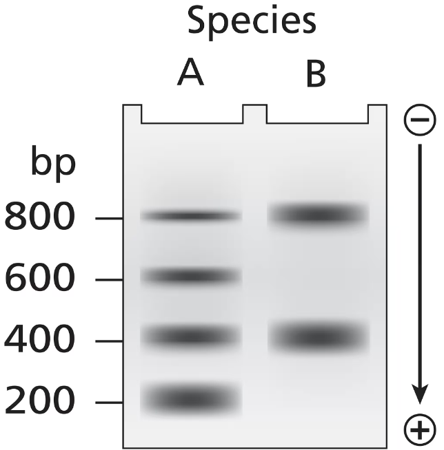 Gel electrophoresis image showing DNA bands from two species, with base pair sizes indicated on the left.