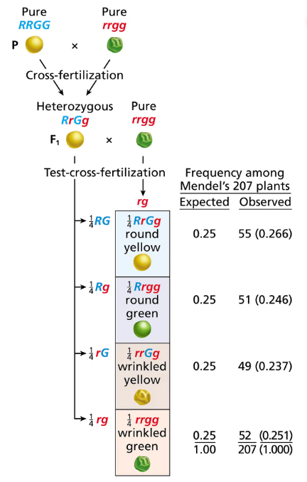 Mendel's test-cross results showing expected vs. observed frequencies of plant traits in his inheritance experiments.