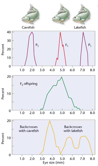 Graph showing eye size distributions in cavefish, lakefish, hybrids, F2 offspring, and backcrosses with cavefish and lakefish.