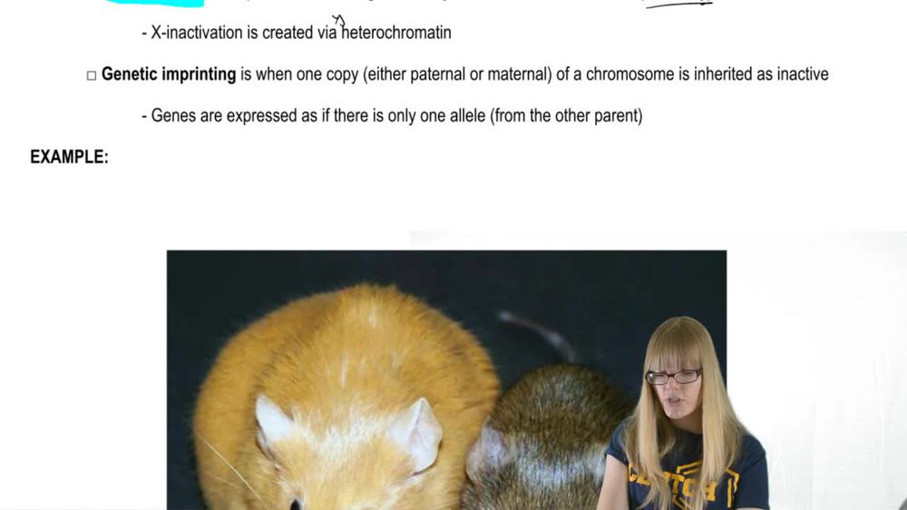 Other Chromatin Modifications