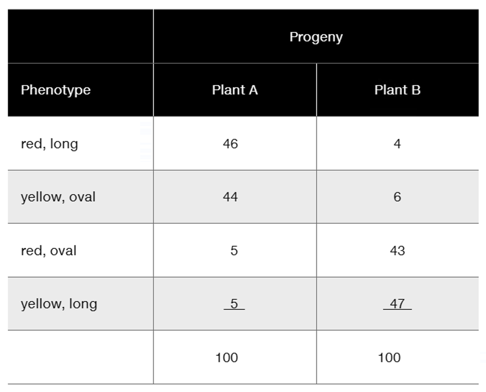 Table showing progeny counts for two heterozygous plants testcrossed, with phenotypes red/long, yellow/oval, red/oval, and yellow/long.