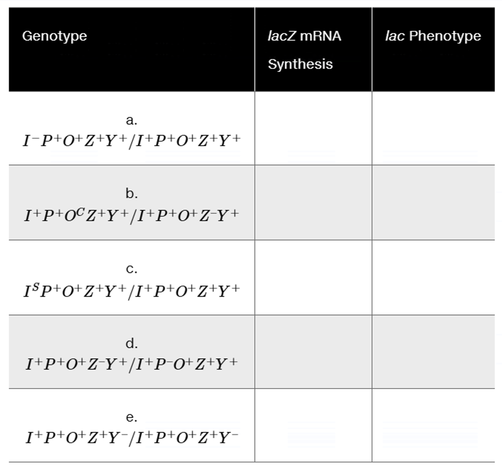 Table displaying genotypes, lacZ mRNA synthesis, and lac phenotype for various lac operon partial diploids.