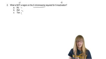 Regions of X Chromosomes