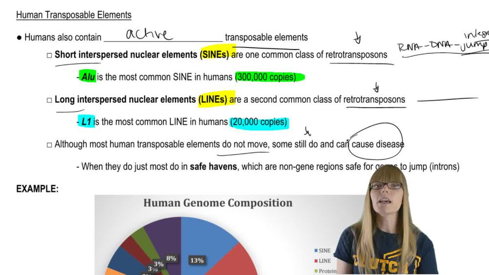Human Transposable Elements