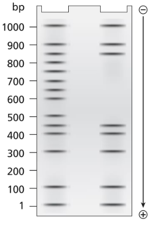 Electrophoresis gel showing DNA fragments, with a ladder indicating sizes from 100 to 1000 base pairs.
