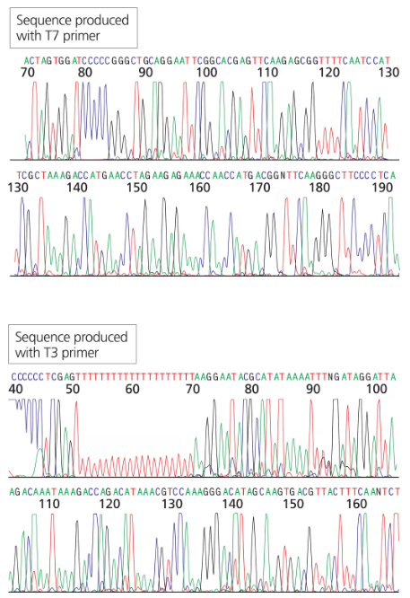 DNA sequencing results showing T7 and T3 primer sequences, with peaks indicating nucleotide bases and potential vector contamination.