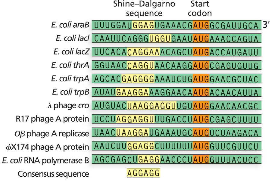 Table showing Shine–Dalgarno sequences from various genes with highlighted conserved bases and their position upstream of the start codon AUG.