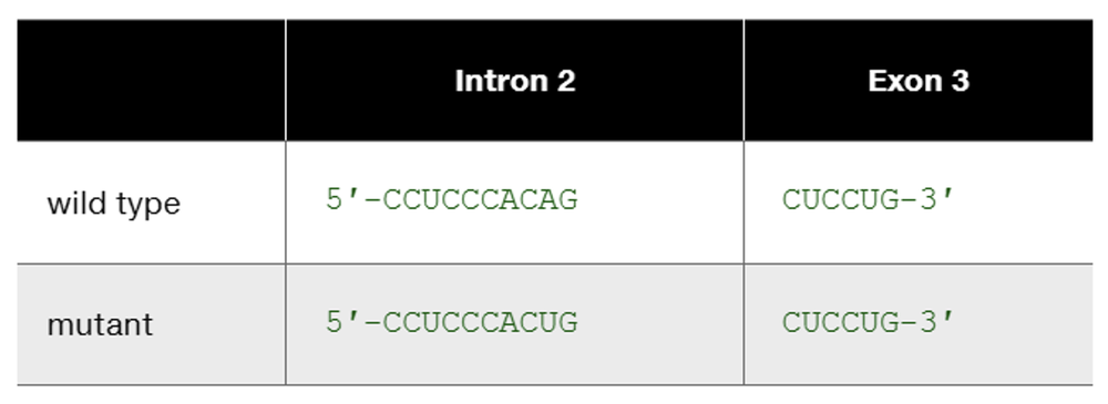 Comparison of wild-type and mutant β-globin pre-mRNA sequences highlighting a single base-pair substitution.