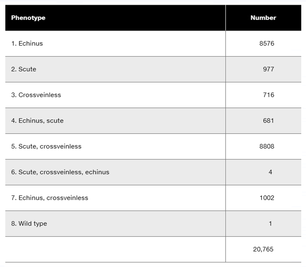 Table displaying phenotypes and counts from a Drosophila genetic linkage experiment, including wild-type and recessive traits.