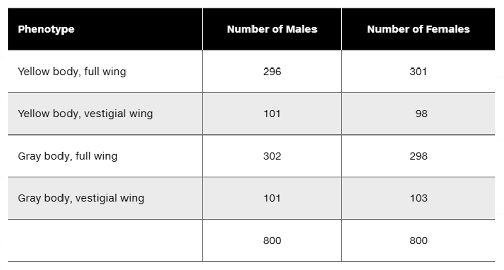 Table displaying phenotypes and counts of male and female fruit flies from a genetic cross analysis.