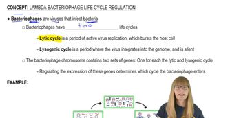Bacteriophage Life Cycle