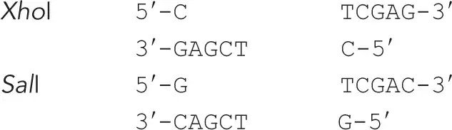 Restriction enzymes XhoI and SalI sequences with their sticky ends and potential ligation outcomes.