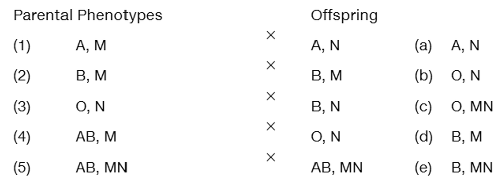 Table showing five parental phenotype pairs for ABO and MN blood groups matched with five offspring phenotypes for a matching exercise.