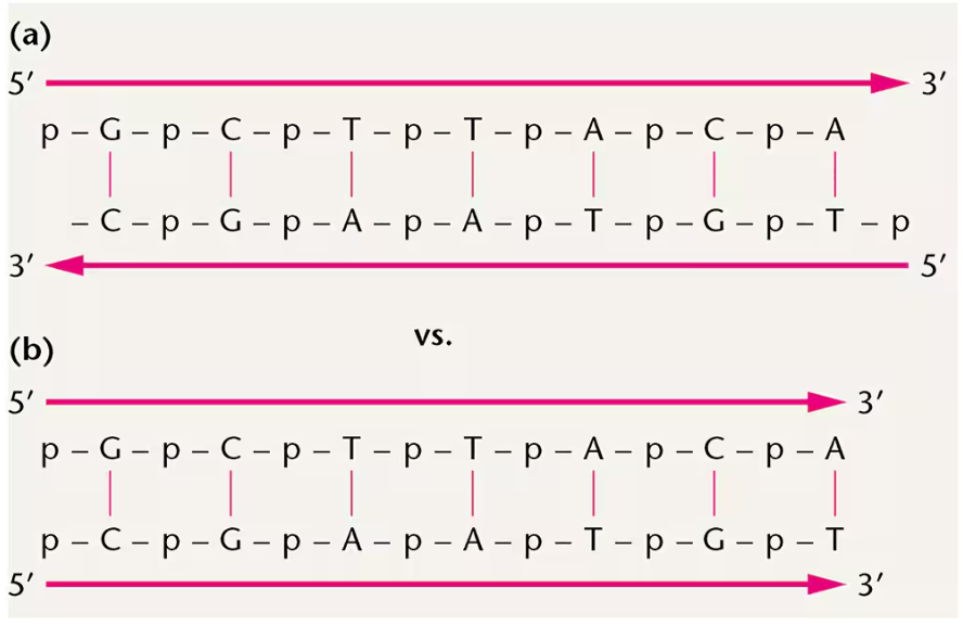 Diagram comparing DNA strands in (a) antiparallel and (b) parallel orientations with nucleotide sequences and phosphate links.