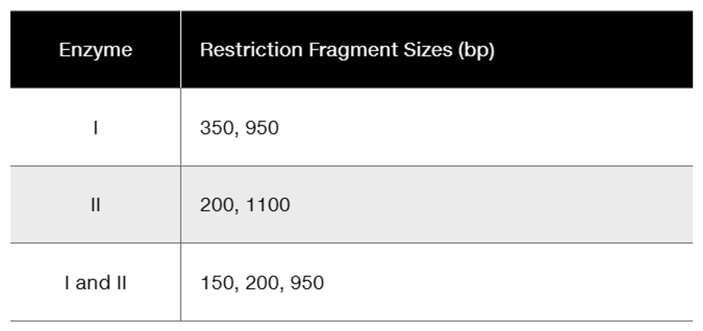 Table showing restriction fragment sizes in base pairs for enzyme I: 350 and 950; enzyme II: 200 and 1100; both enzymes: 150, 200, and 950.