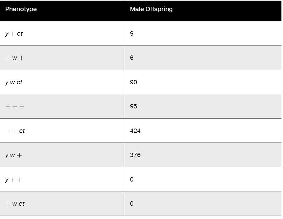 Table showing male offspring counts for eight Drosophila phenotypes involving yellow, white, and cut genes, with some phenotypes absent.