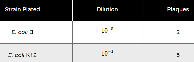 Table showing plaques formed on E. coli B and K12 strains at dilutions 10^-5 and 10^-1 with counts of 2 and 5 respectively.