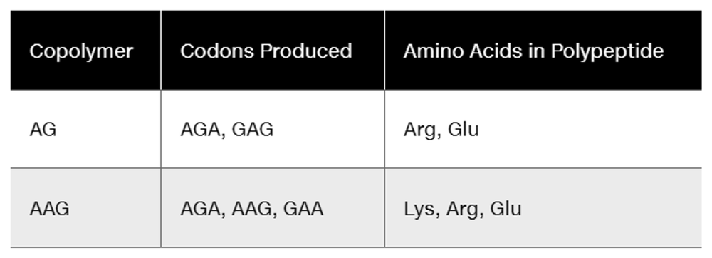 Table showing copolymers AG and AAG with their codons and corresponding amino acids Arg, Glu, Lys.