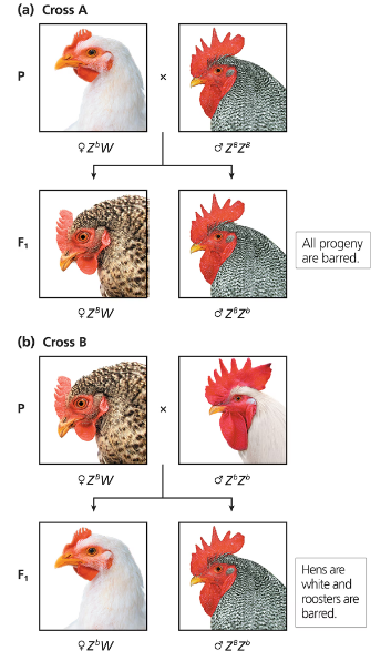 Diagram showing reciprocal crosses of chickens with sex-linked barred mutation, predicting barred and white feather patterns in offspring.