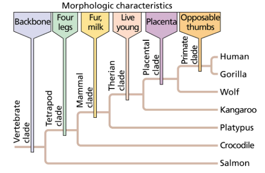 Phylogenetic tree illustrating shared morphologic characteristics among various animal clades, including vertebrates and primates.