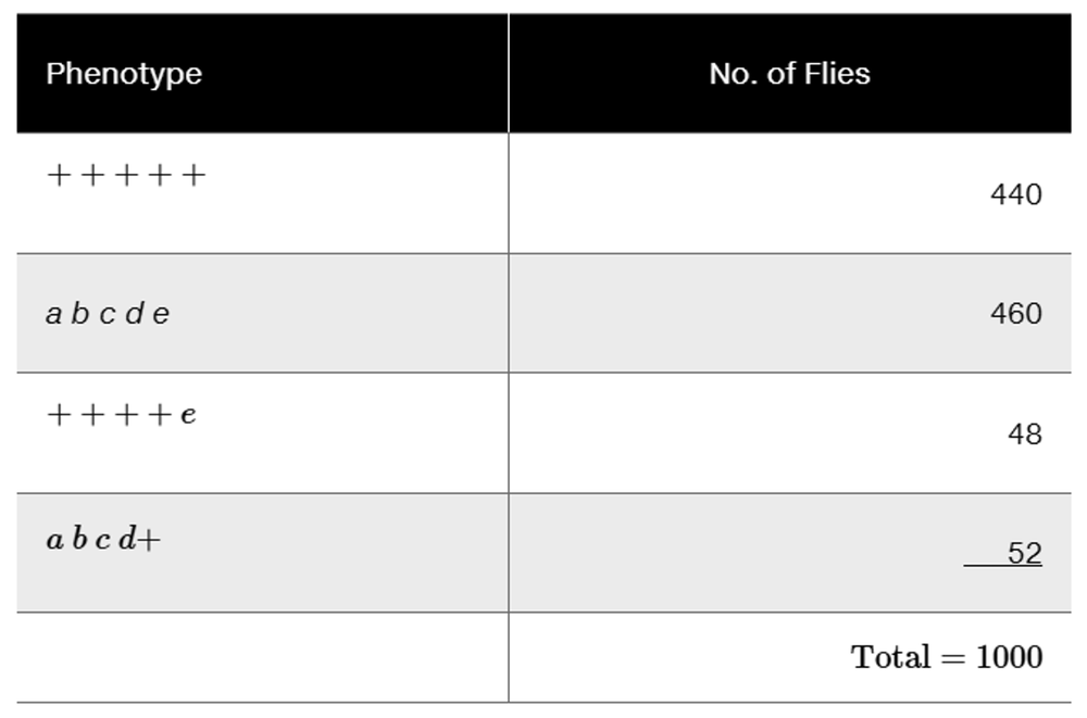 Table showing four Drosophila phenotypes with corresponding fly counts totaling 1000: 440, 460, 48, and 52 flies.