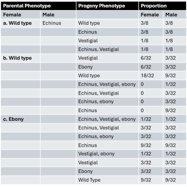 Table showing progeny phenotypes and proportions from three genetic crosses with different parental phenotypes involving echinus, vestigial, and ebony traits.