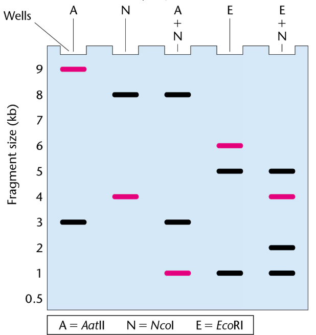 Gel electrophoresis showing DNA fragments from six restriction enzyme digests with magenta bands indicating the pep gene location.
