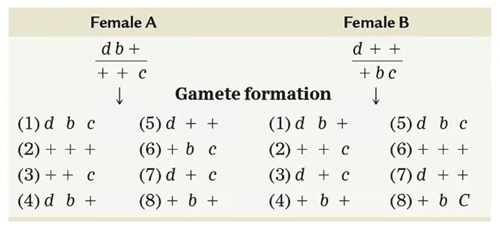 Genotypic arrangements and gamete types from two heterozygous females showing crossover categories and frequencies.