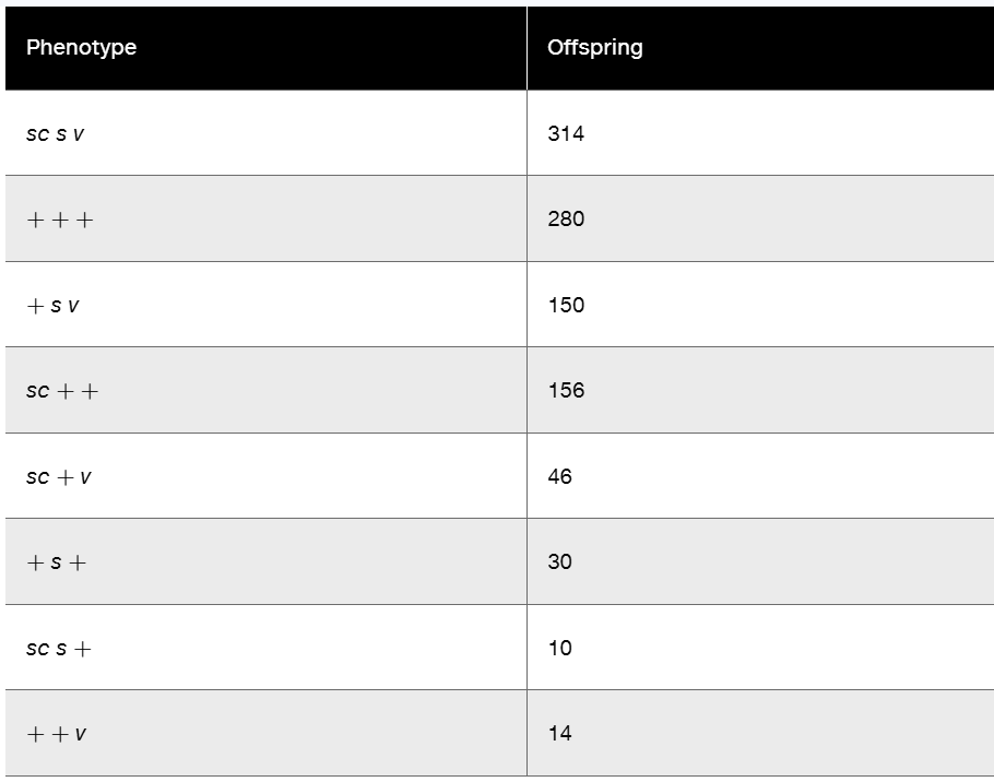 Table showing offspring counts for eight phenotypes with combinations of scute, sable, and vermilion traits totaling 1000 individuals.