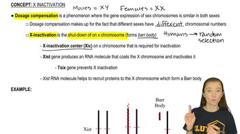 X-Inactivation