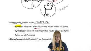 DNA Structure