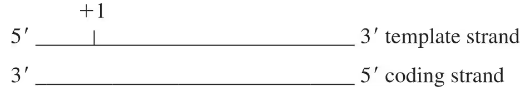 Diagram of a DNA duplex showing the template and coding strands with a marked transcription start site.