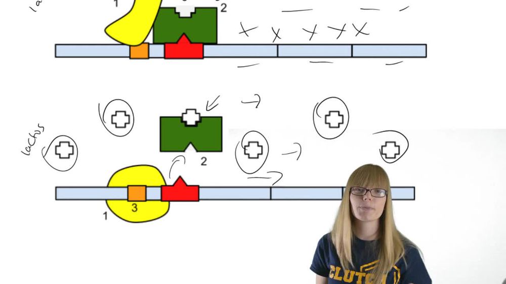 Lac Operon Regulation