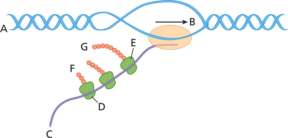 Diagram illustrating the process of translation, showing molecular components and interactions in a cell.