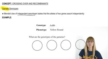 Gamete Genotypes