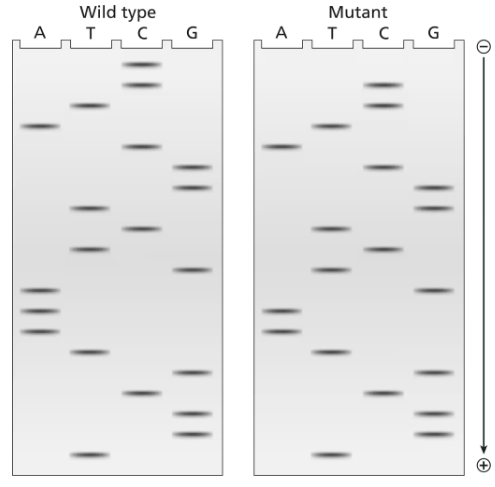 DNA sequencing gels showing wild-type and mutant segments with labeled bases A, T, C, G and strand polarity indicators.
