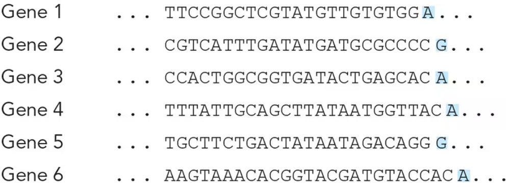 DNA sequences from six bacterial genes with highlighted nucleotides indicating transcription initiation points.
