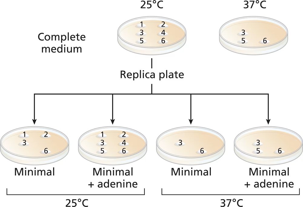 Diagram showing yeast colonies on complete medium and replica plates, indicating growth at 25°C and 37°C for analysis.