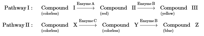 Diagram illustrating two biosynthetic pathways for feather color in parakeets, showing enzyme interactions and pigment production.