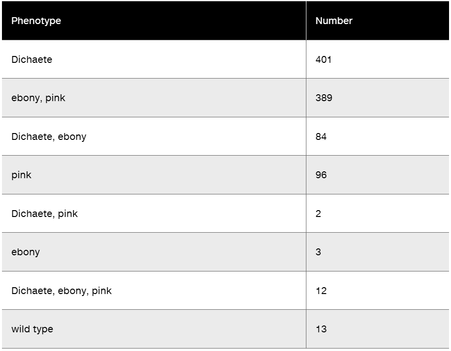 Table showing phenotypes and numbers of Drosophila offspring from a backcross involving Dichaete, ebony, and pink mutations.