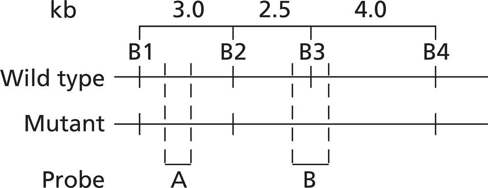 Restriction map showing BamHI sites in wild-type and mutant alleles, indicating a Ser-to-Thr missense mutation.